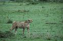 Cheetah walking